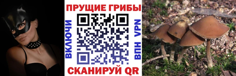 Псилоцибиновые грибы Magic Shrooms  МЕГА   Тара 